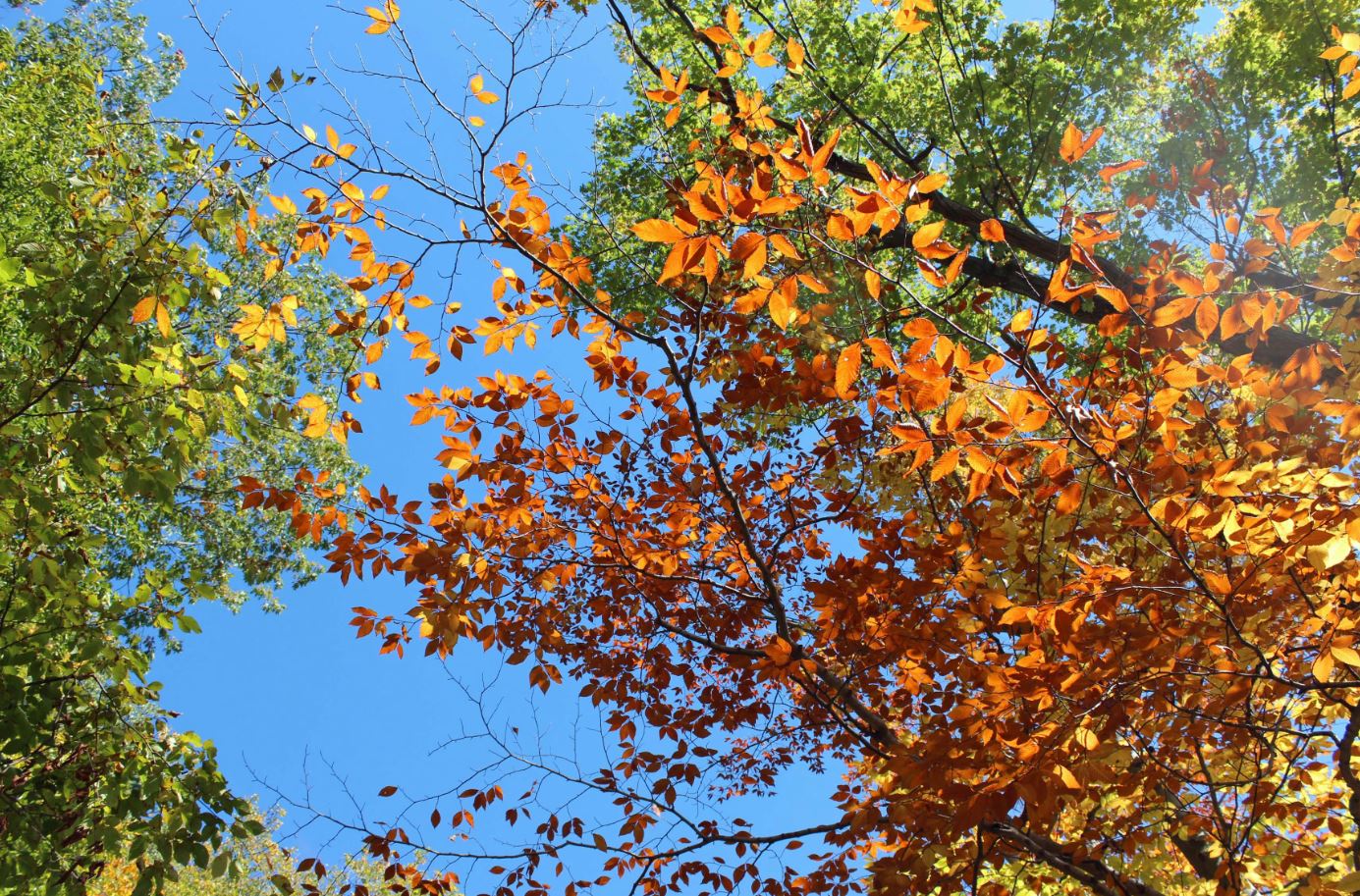Autumn leaves and a blue sky