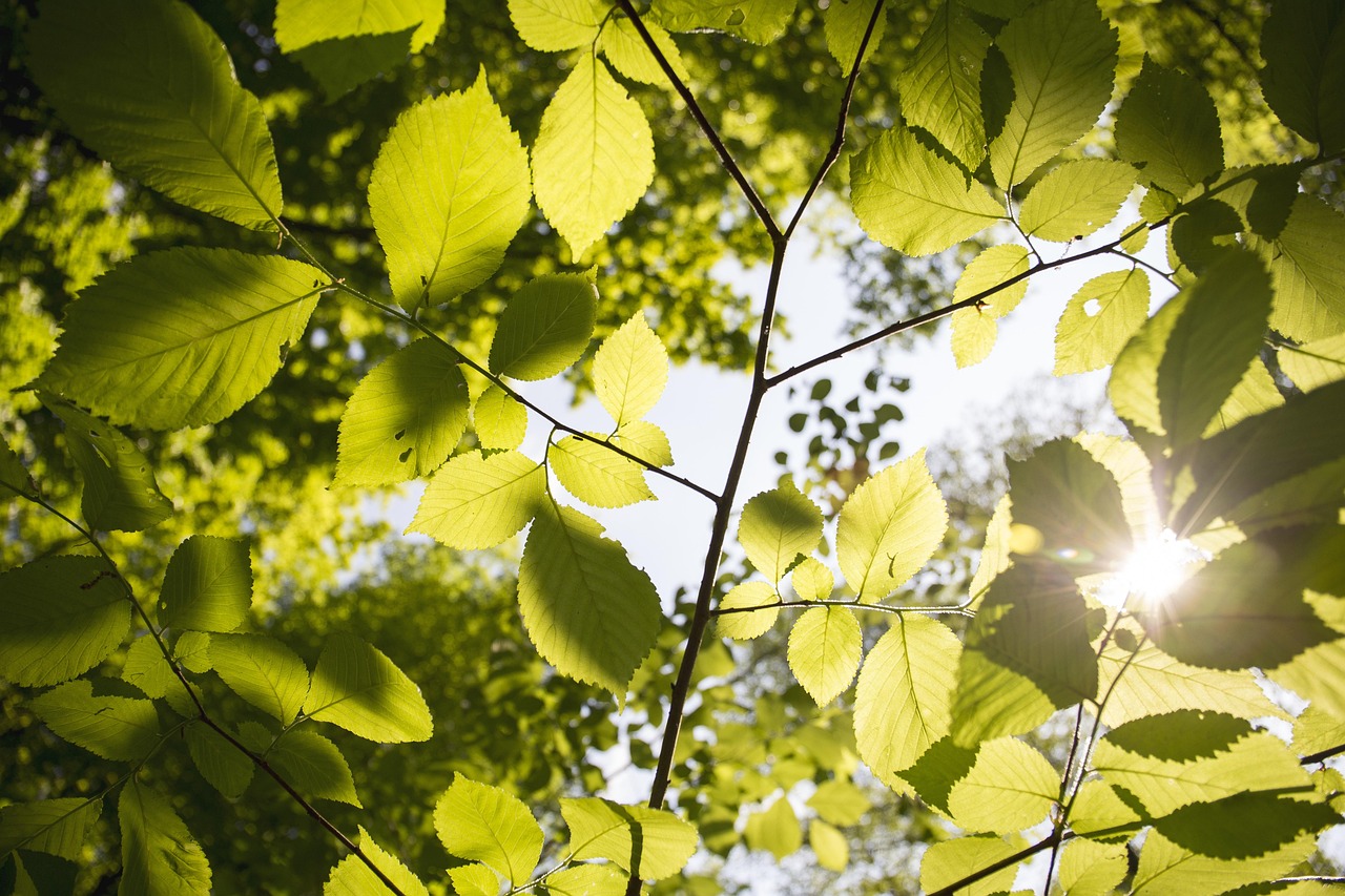Leaves with sunlight behind them