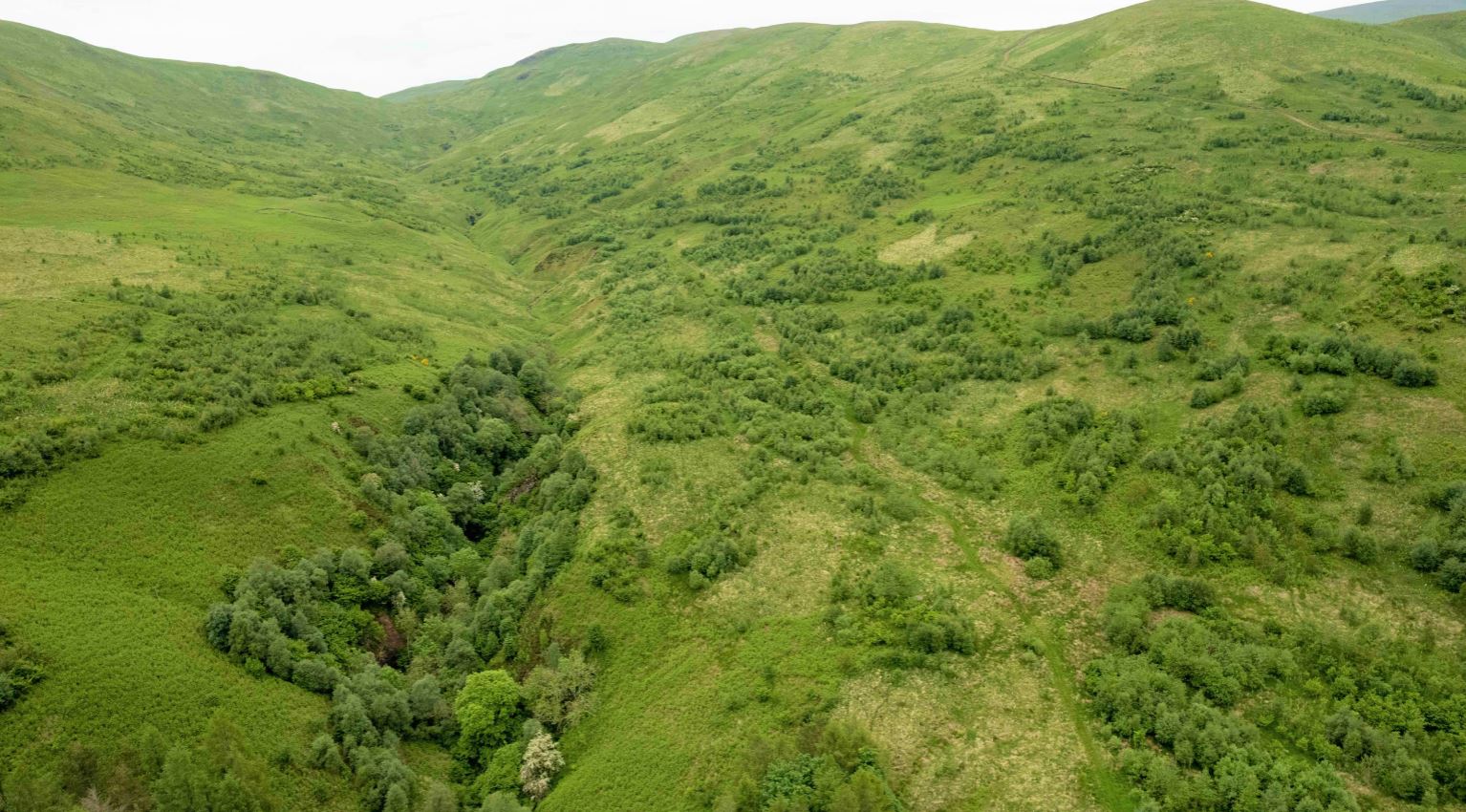 Corehead - woodland on a hilly landscape