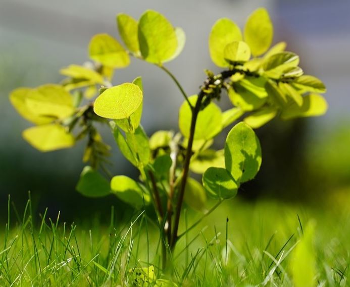 A photo of a young tree