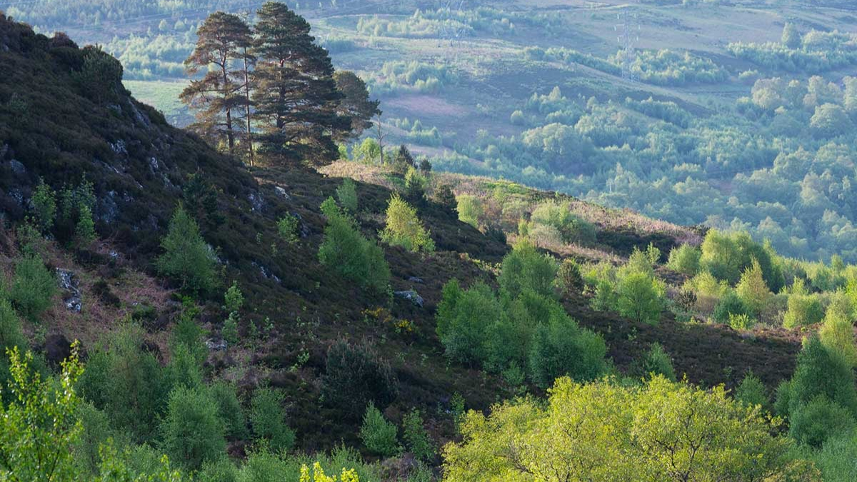 Trees on a hill