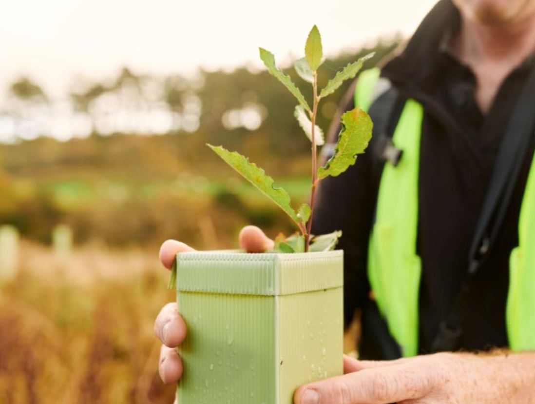 A man holding a young tree to be planted