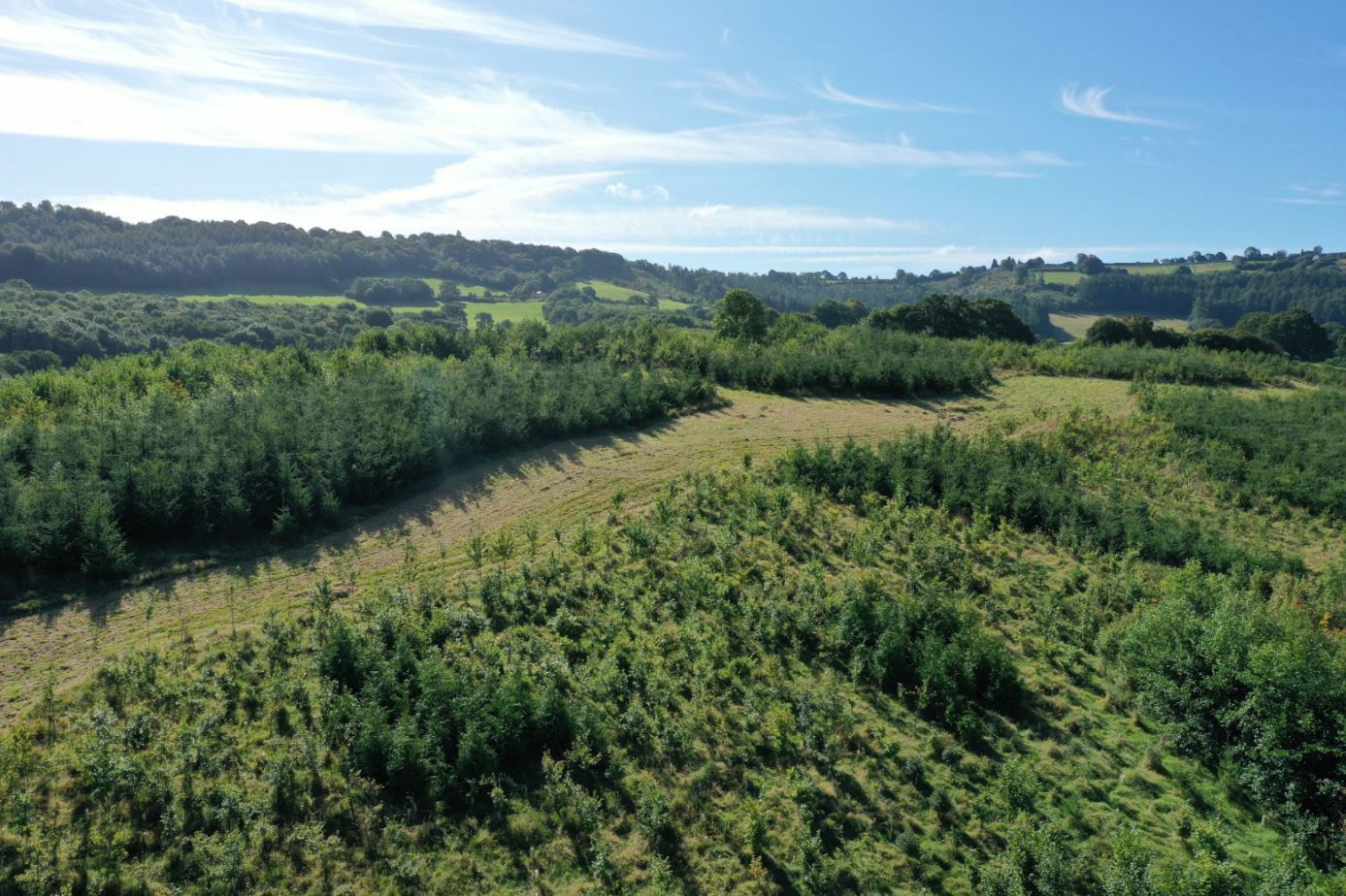 An photo of trees at Cwm Fagor